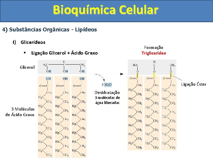 Bioquímica Celular 4) Substâncias Orgânicas - Lipídeos I) Glicerídeos § Ligação Glicerol + Ácido