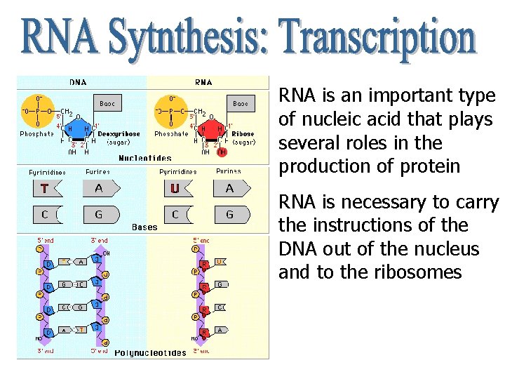 RNA is an important type of nucleic acid that plays several roles in the