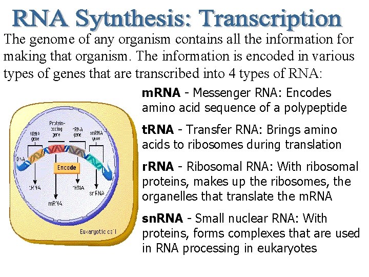 The genome of any organism contains all the information for making that organism. The