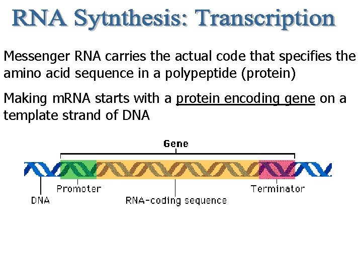 Messenger RNA carries the actual code that specifies the amino acid sequence in a