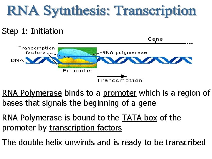 Step 1: Initiation RNA Polymerase binds to a promoter which is a region of