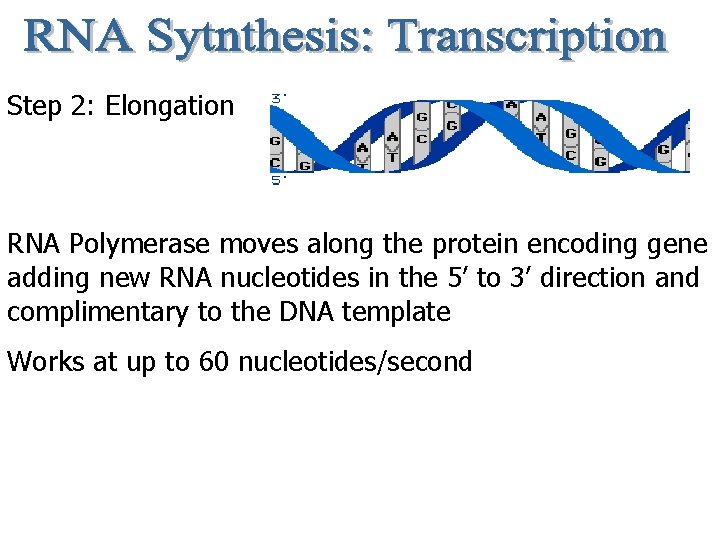 Step 2: Elongation RNA Polymerase moves along the protein encoding gene adding new RNA