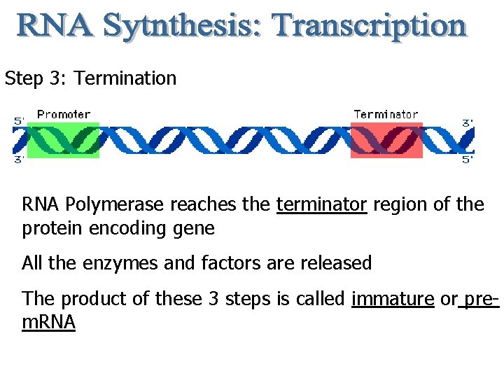 Step 3: Termination RNA Polymerase reaches the terminator region of the protein encoding gene