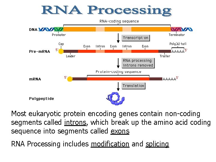 Most eukaryotic protein encoding genes contain non-coding segments called introns, which break up the