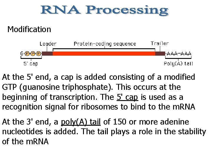 Modification At the 5' end, a cap is added consisting of a modified GTP