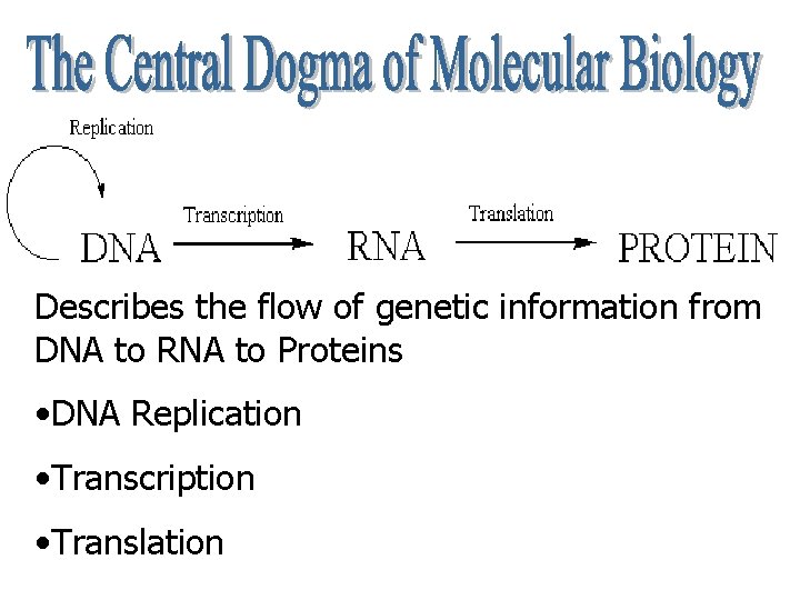 Describes the flow of genetic information from DNA to RNA to Proteins • DNA