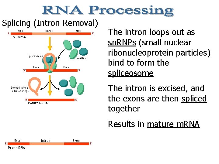 Splicing (Intron Removal) The intron loops out as sn. RNPs (small nuclear ribonucleoprotein particles)