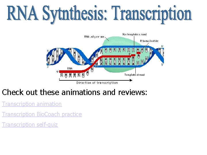 Check out these animations and reviews: Transcription animation Transcription Bio. Coach practice Transcription self-quiz