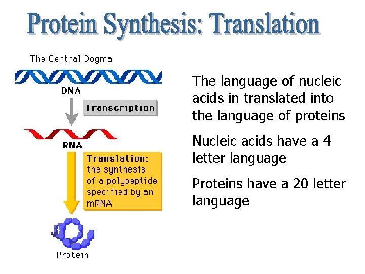 The language of nucleic acids in translated into the language of proteins Nucleic acids