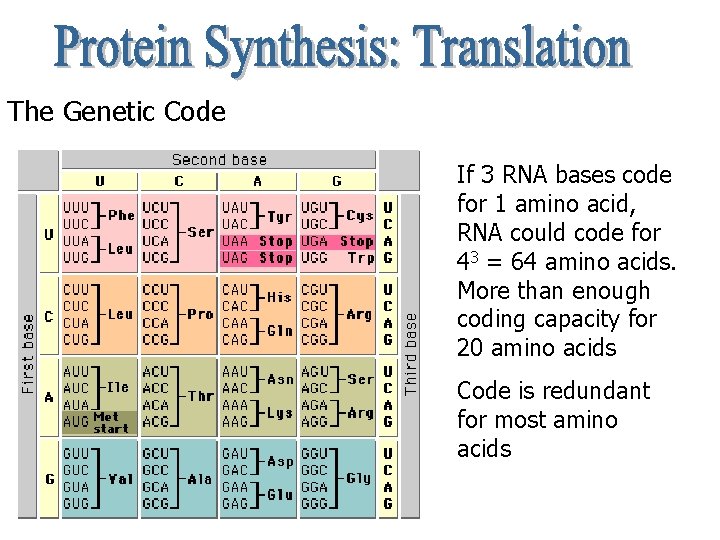 The Genetic Code If 3 RNA bases code for 1 amino acid, RNA could