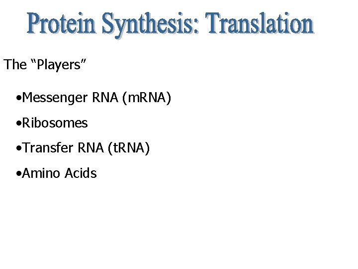 The “Players” • Messenger RNA (m. RNA) • Ribosomes • Transfer RNA (t. RNA)