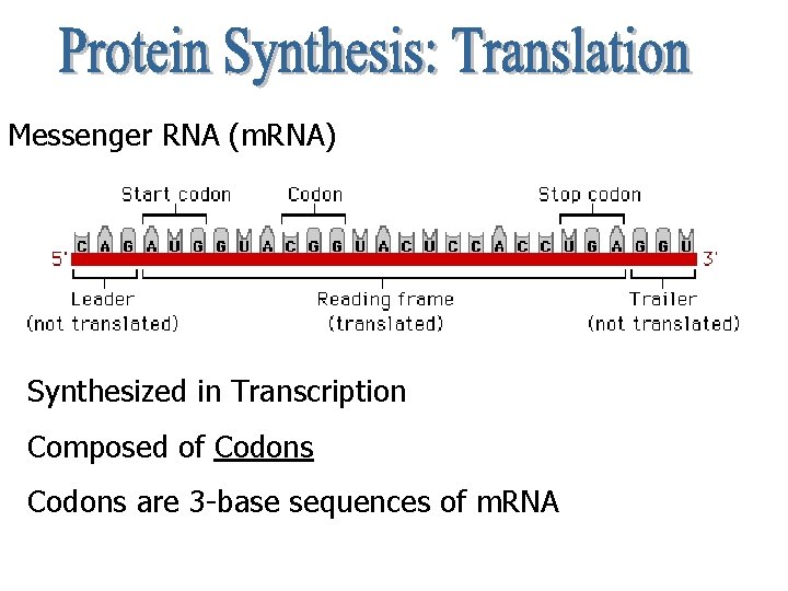 Messenger RNA (m. RNA) Synthesized in Transcription Composed of Codons are 3 -base sequences