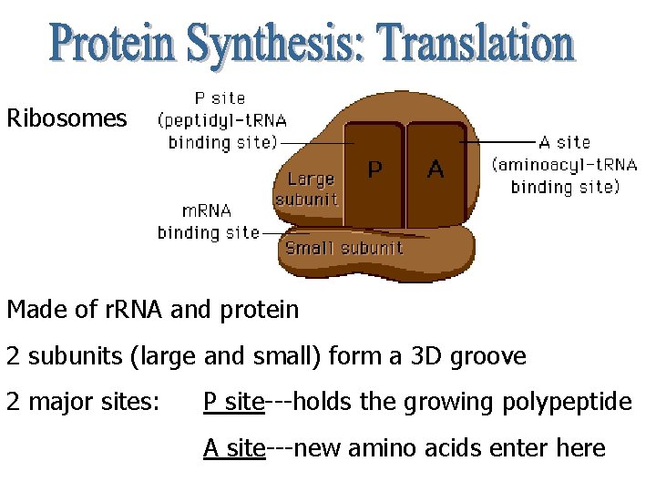Ribosomes Made of r. RNA and protein 2 subunits (large and small) form a