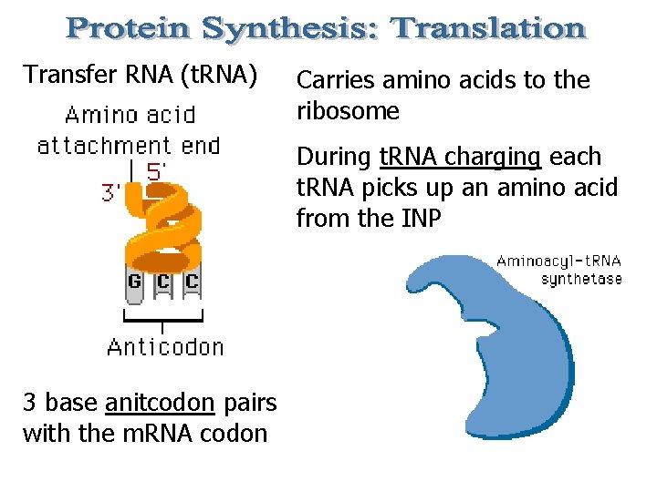 Transfer RNA (t. RNA) Carries amino acids to the ribosome During t. RNA charging