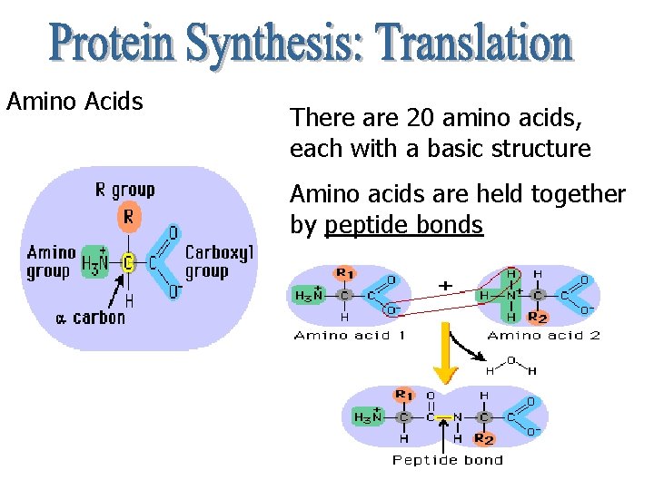 Amino Acids There are 20 amino acids, each with a basic structure Amino acids