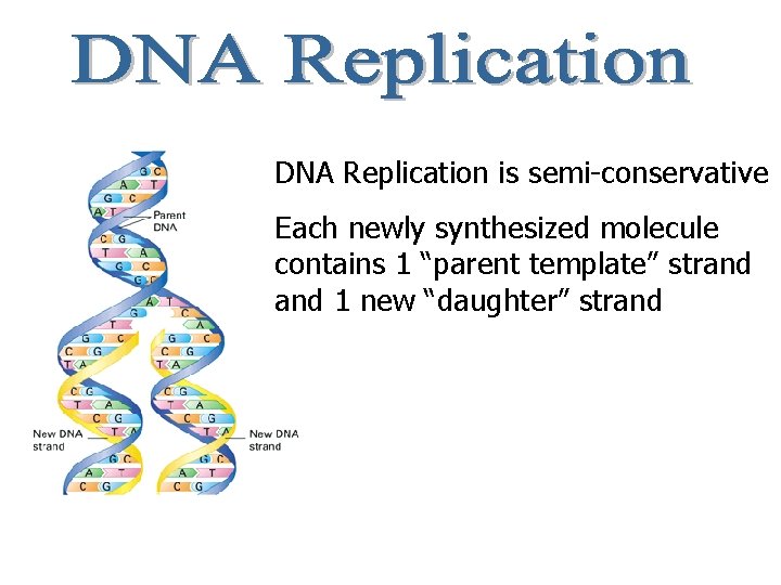 DNA Replication is semi-conservative Each newly synthesized molecule contains 1 “parent template” strand 1