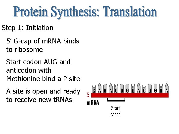 Step 1: Initiation 5’ G-cap of m. RNA binds to ribosome Start codon AUG