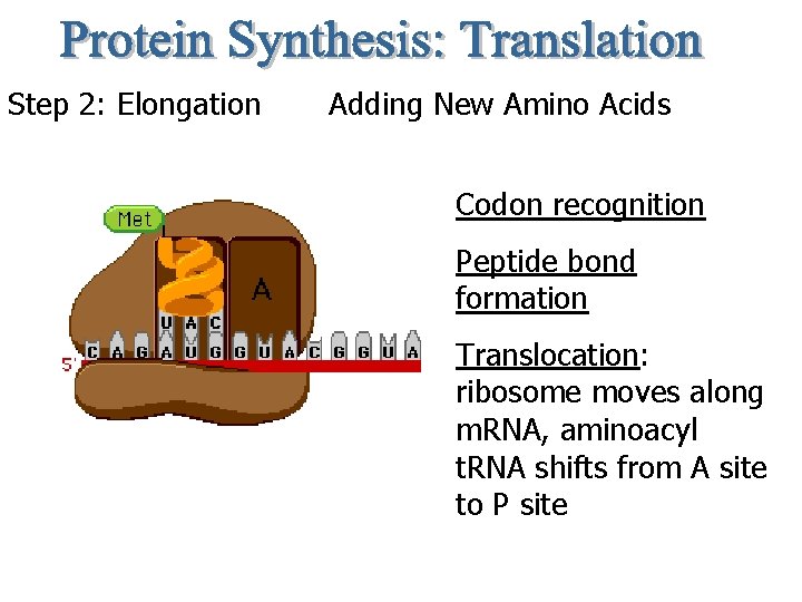 Step 2: Elongation Adding New Amino Acids Codon recognition Peptide bond formation Translocation: ribosome
