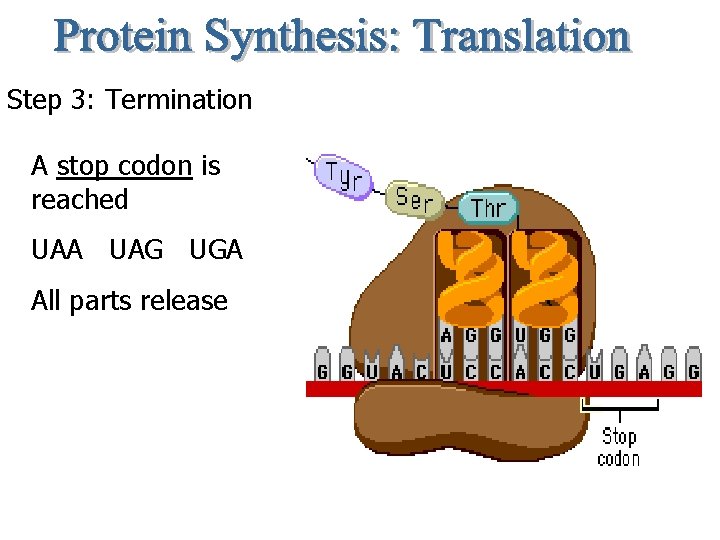 Step 3: Termination A stop codon is reached UAA UAG UGA All parts release