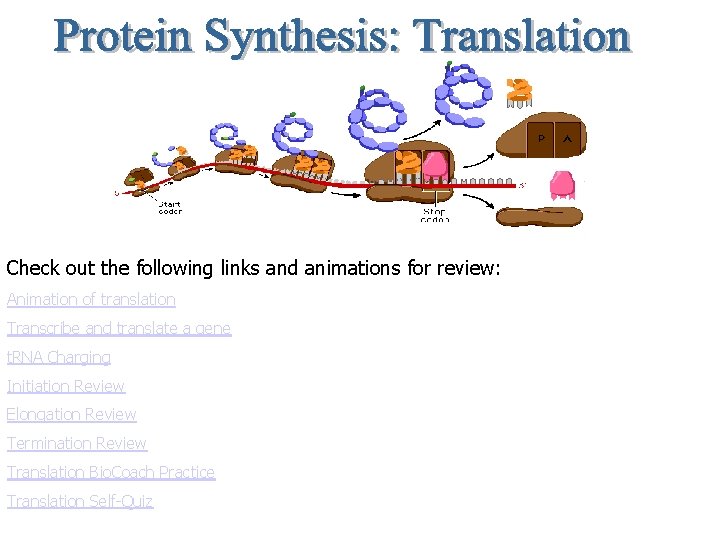Check out the following links and animations for review: Animation of translation Transcribe and