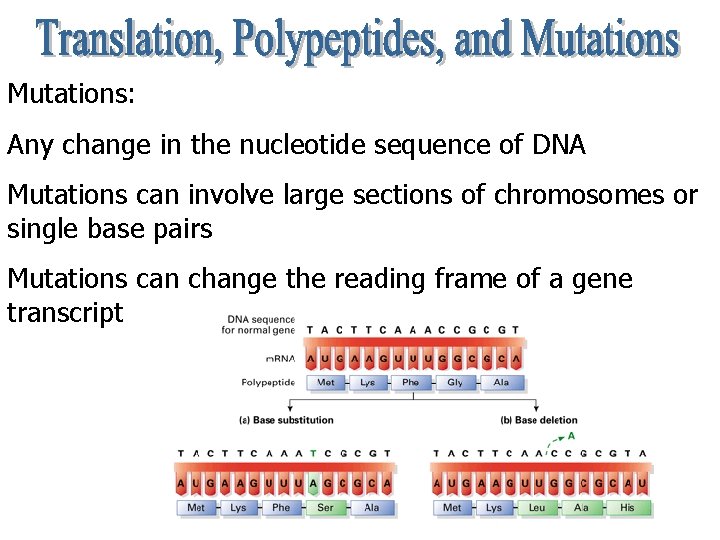 Mutations: Any change in the nucleotide sequence of DNA Mutations can involve large sections