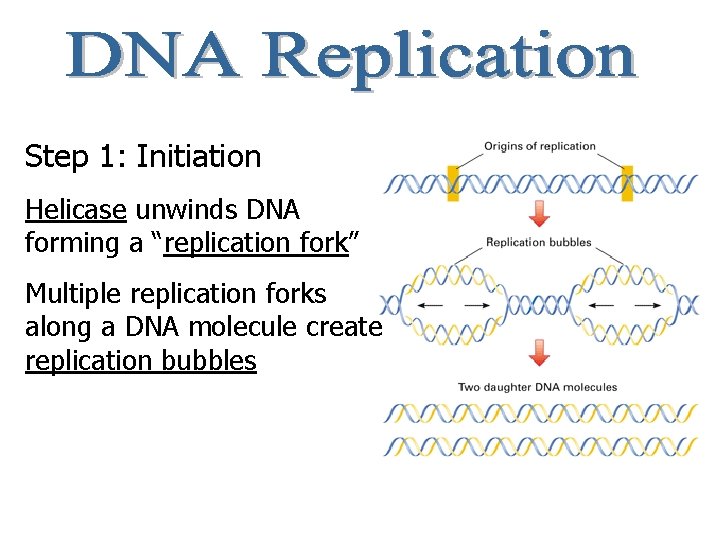 Step 1: Initiation Helicase unwinds DNA forming a “replication fork” Multiple replication forks along