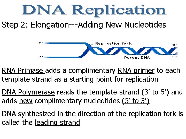 Step 2: Elongation---Adding New Nucleotides RNA Primase adds a complimentary RNA primer to each