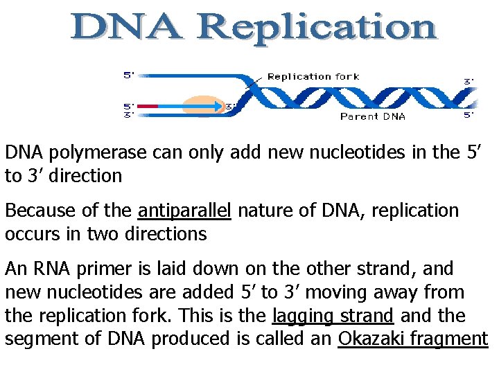 DNA polymerase can only add new nucleotides in the 5’ to 3’ direction Because