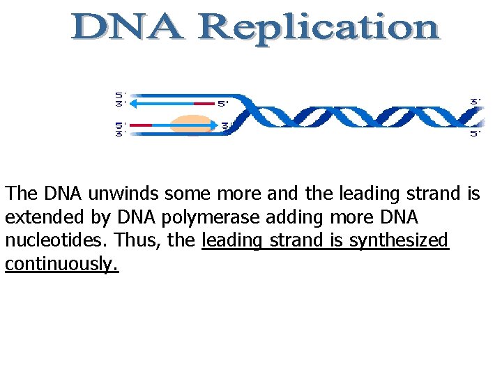 The DNA unwinds some more and the leading strand is extended by DNA polymerase