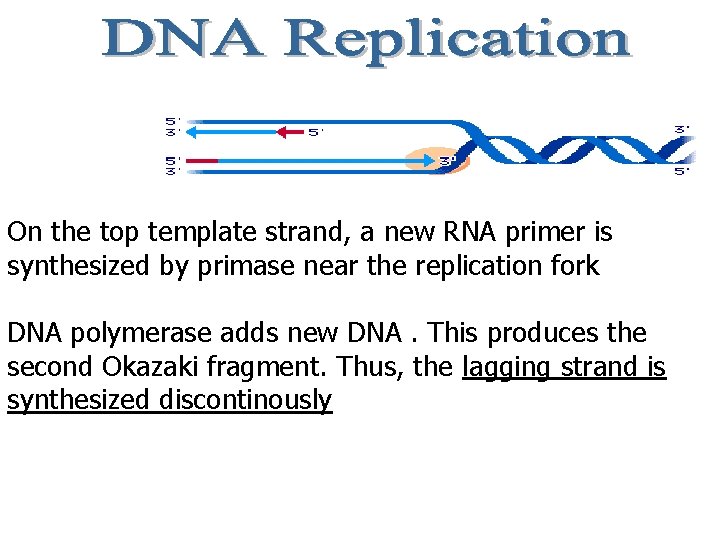 On the top template strand, a new RNA primer is synthesized by primase near