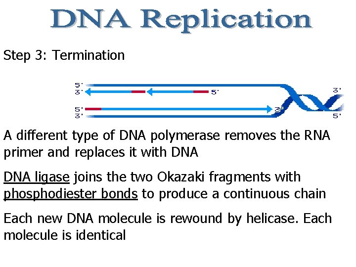 Step 3: Termination A different type of DNA polymerase removes the RNA primer and