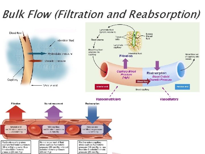 Bulk Flow (Filtration and Reabsorption) 