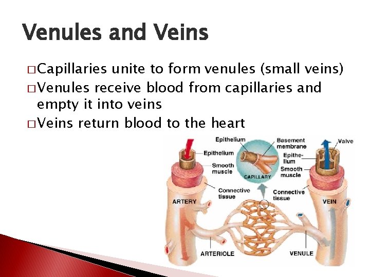 Venules and Veins � Capillaries unite to form venules (small veins) � Venules receive
