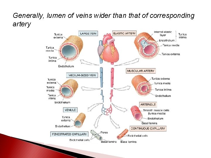 Generally, lumen of veins wider than that of corresponding artery 
