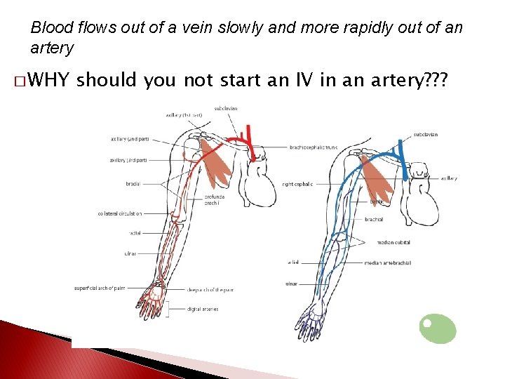 Blood flows out of a vein slowly and more rapidly out of an artery