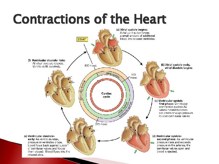 Contractions of the Heart 