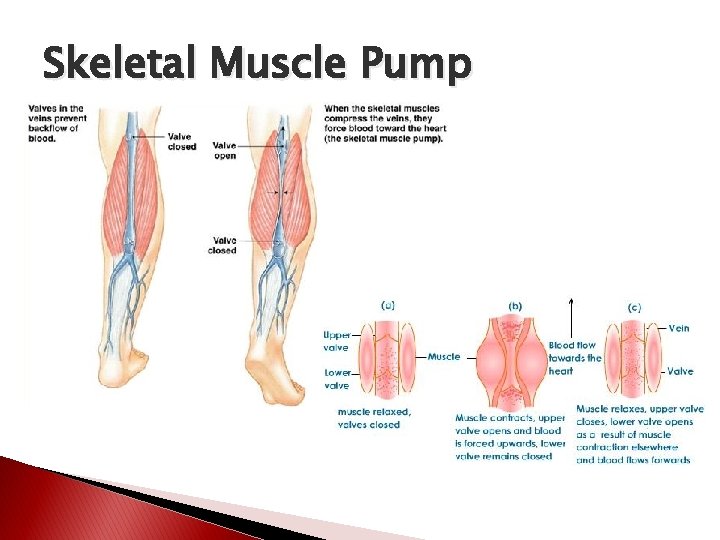 Skeletal Muscle Pump 