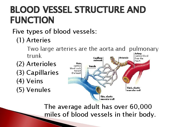 BLOOD VESSEL STRUCTURE AND FUNCTION Five types of blood vessels: (1) Arteries (2) (3)