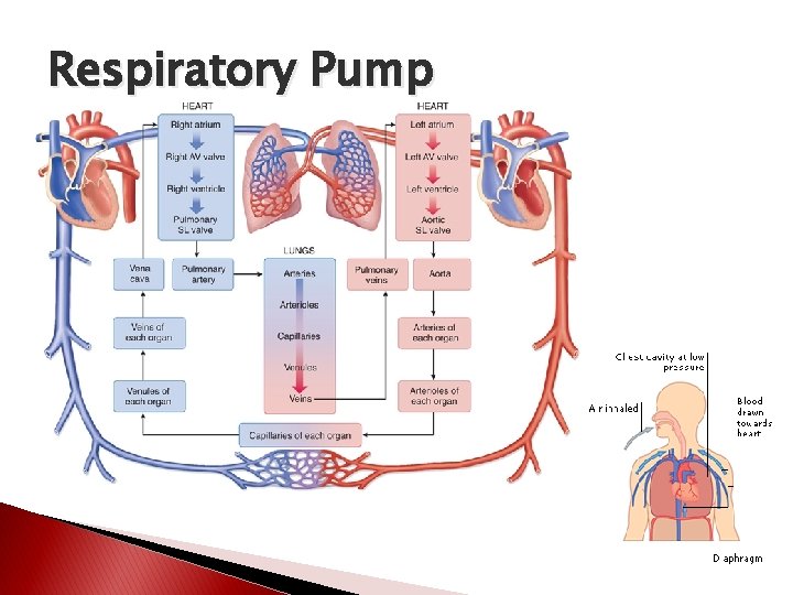 Respiratory Pump 