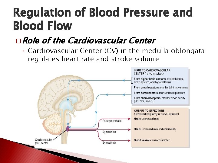 Regulation of Blood Pressure and Blood Flow � Role of the Cardiovascular Center ◦