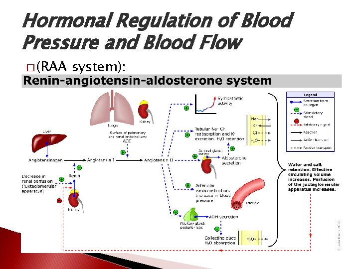 Hormonal Regulation of Blood Pressure and Blood Flow � (RAA system): 