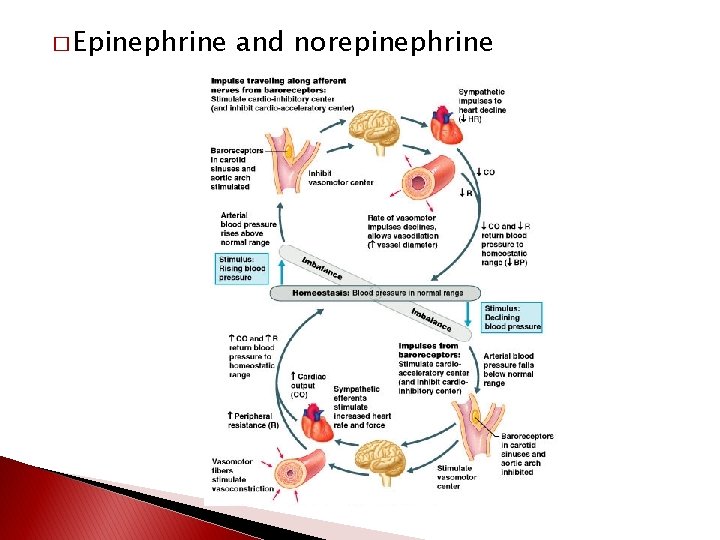 � Epinephrine and norepinephrine 