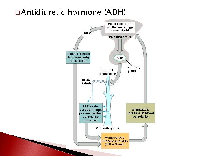 � Antidiuretic hormone (ADH) 