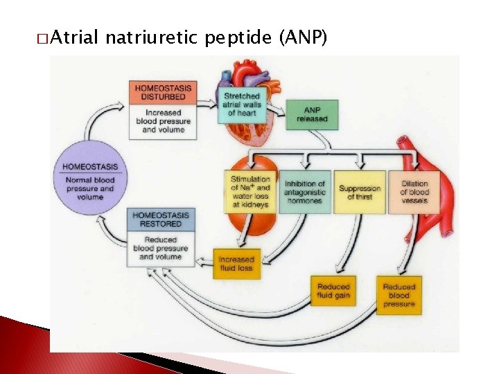 � Atrial natriuretic peptide (ANP) 