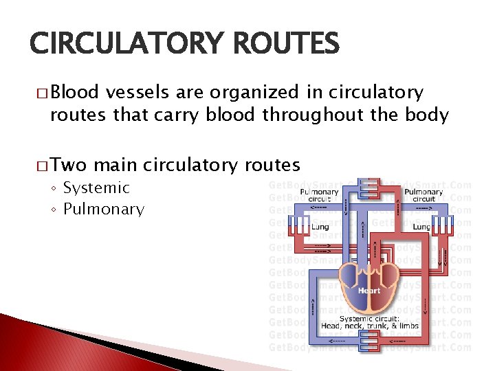CIRCULATORY ROUTES � Blood vessels are organized in circulatory routes that carry blood throughout