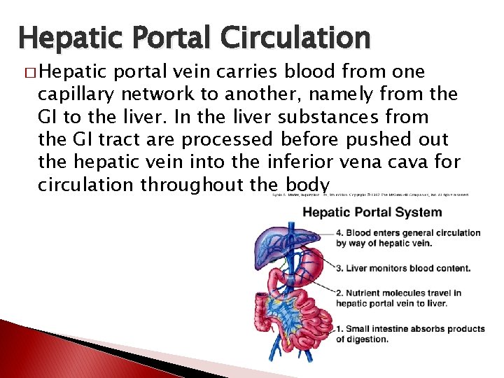 Hepatic Portal Circulation � Hepatic portal vein carries blood from one capillary network to