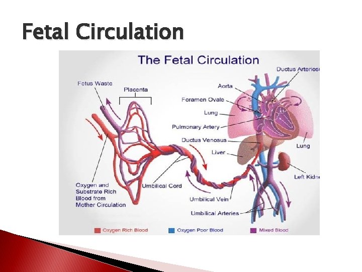 Fetal Circulation 