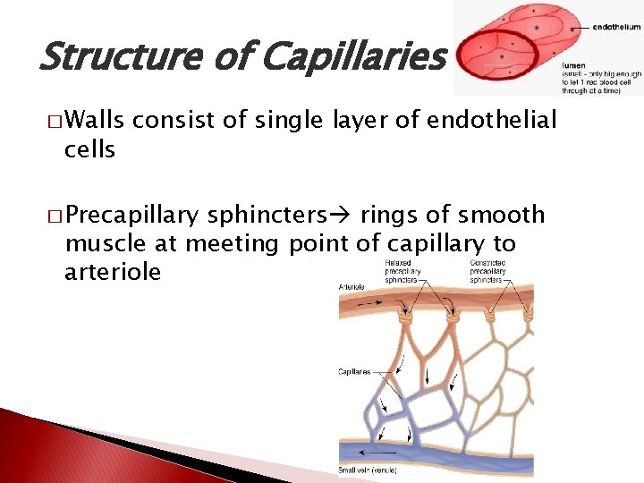 Structure of Capillaries � Walls cells consist of single layer of endothelial � Precapillary