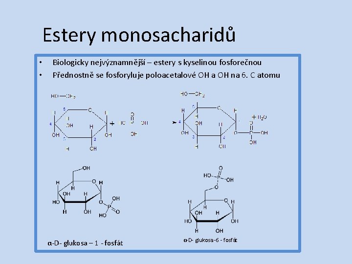 Estery monosacharidů • • Biologicky nejvýznamnější – estery s kyselinou fosforečnou Přednostně se fosforyluje