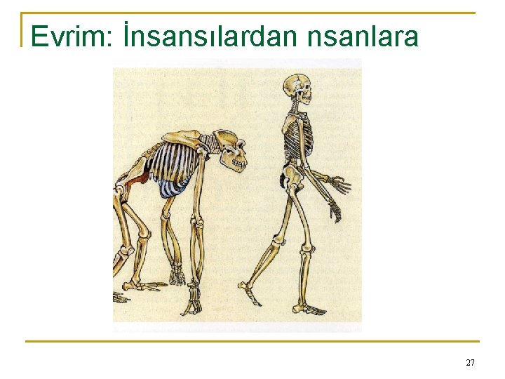 Evrim: İnsansılardan nsanlara 27 